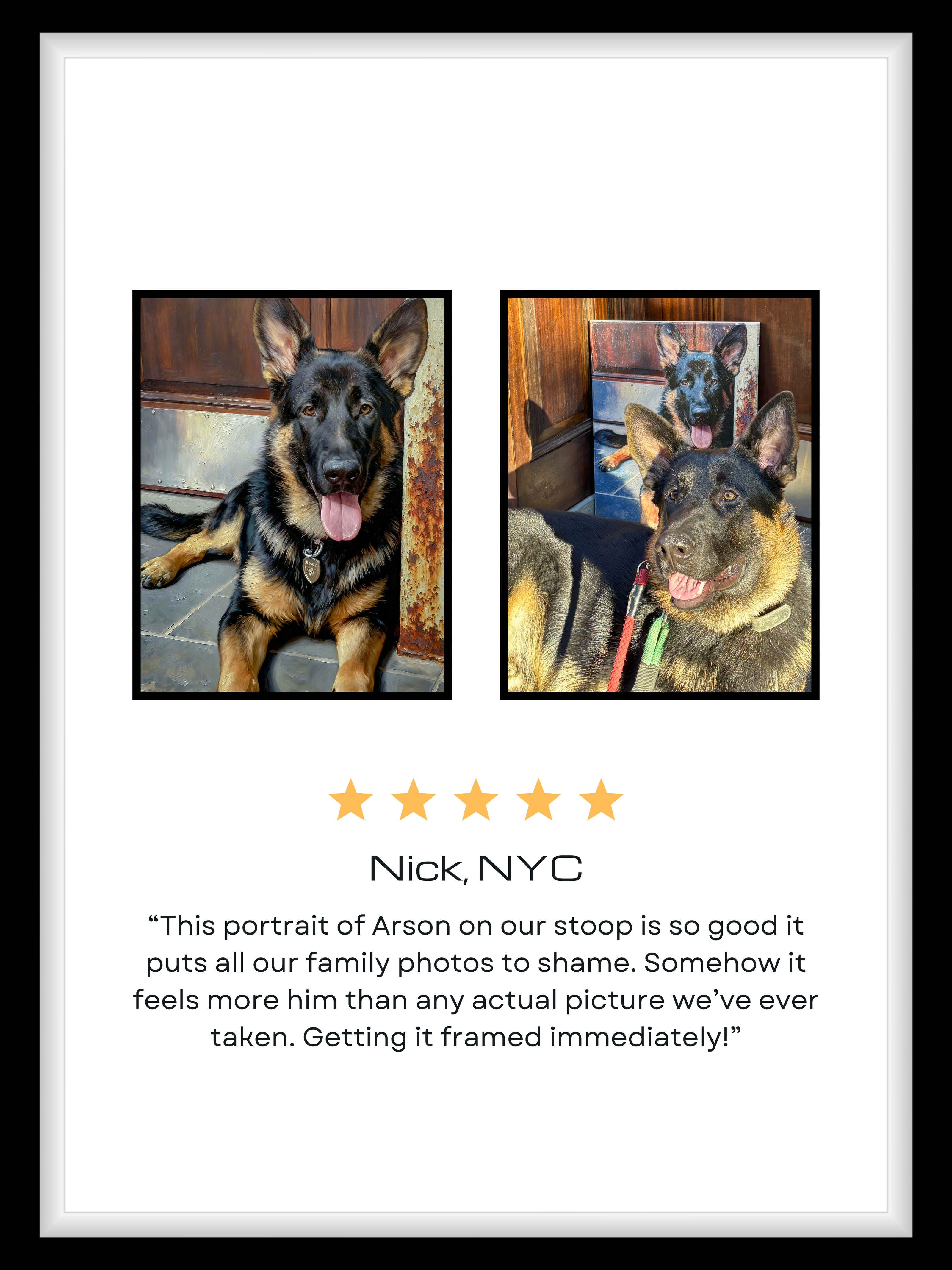 German Shepherd portrait